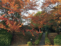桜丘の彩秋