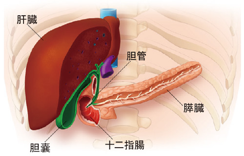 膵臓がんの早期発見について